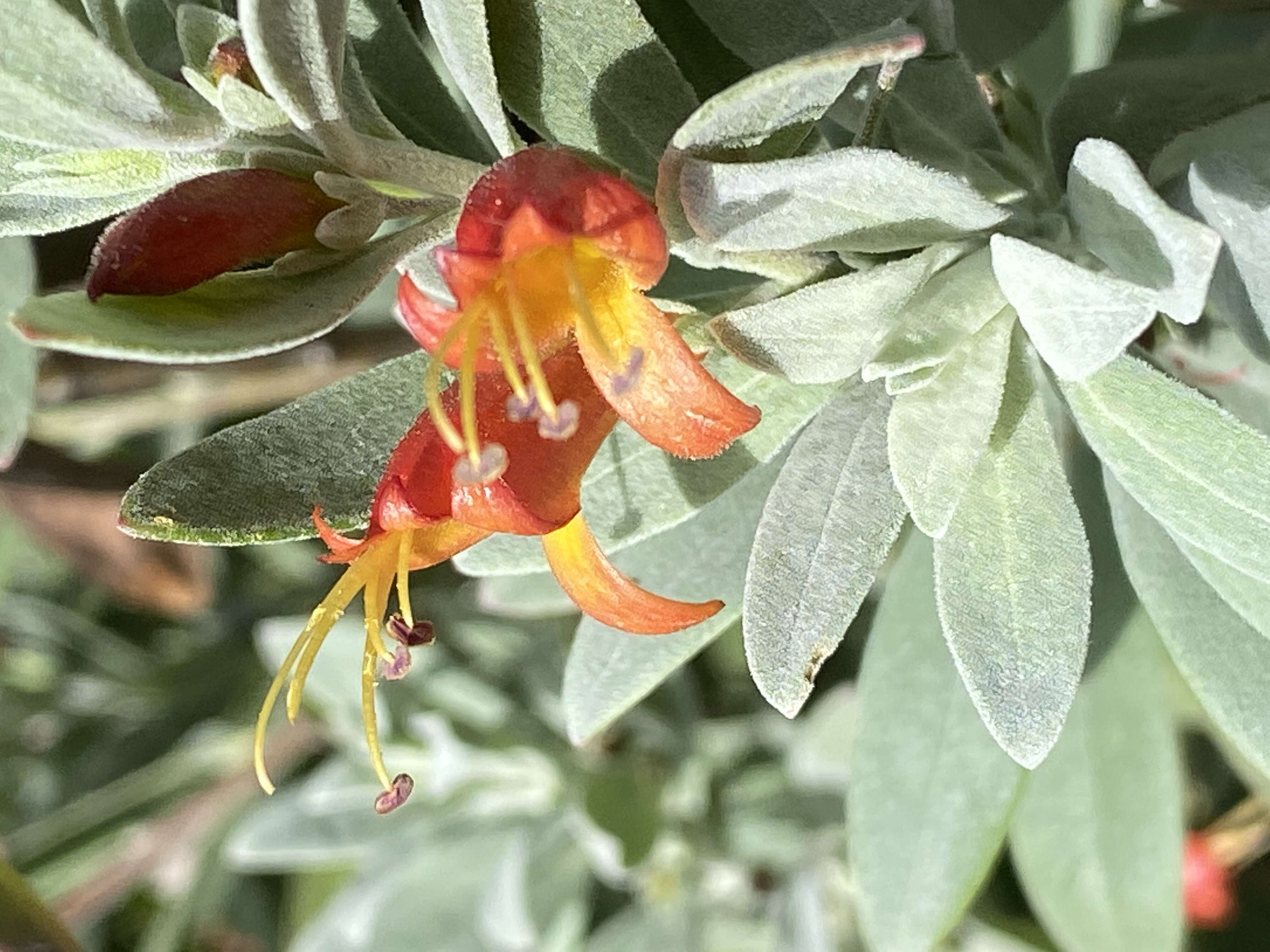 صورة Eremophila glabra (R. Br.) Ostenf.