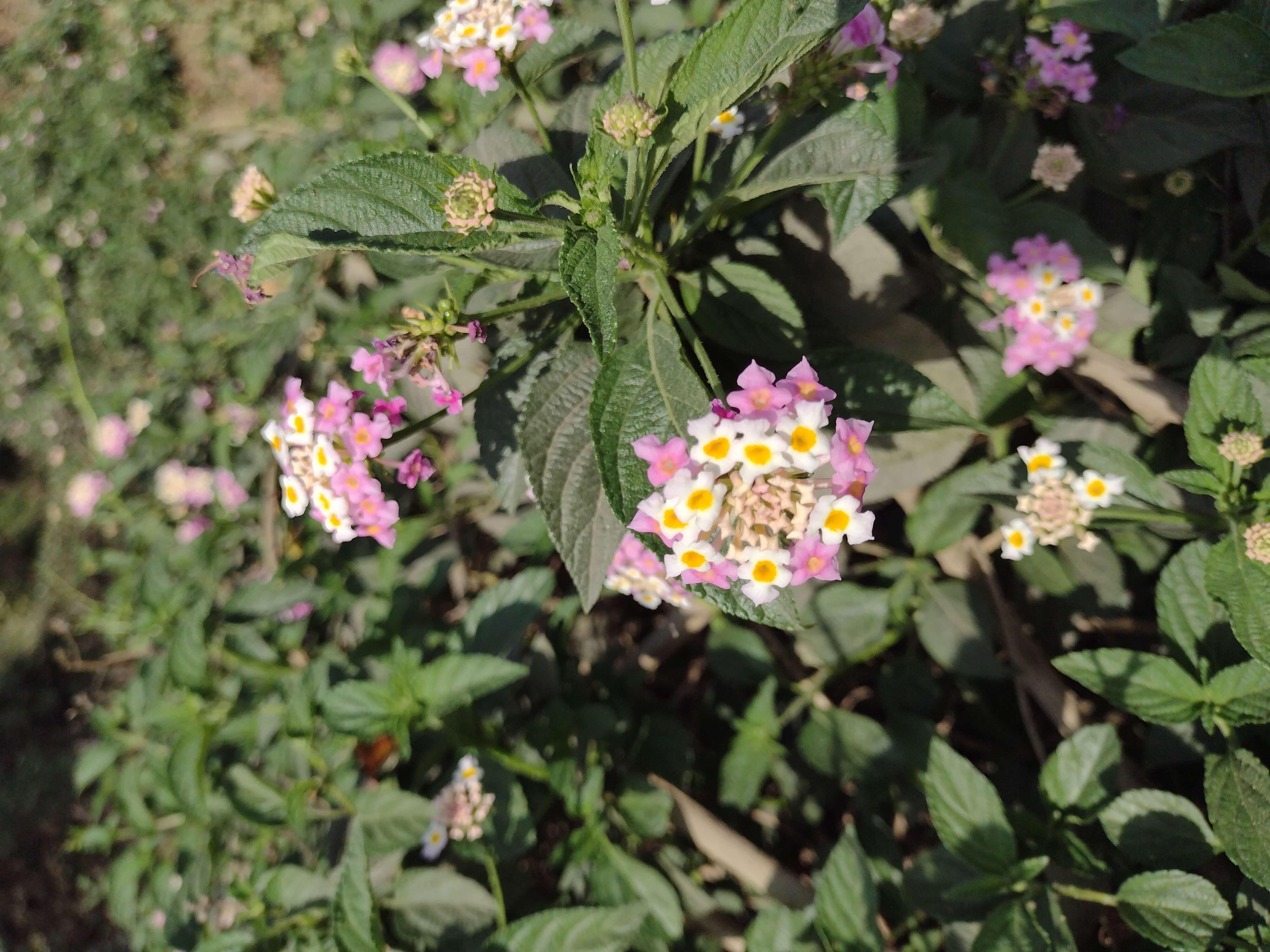 Image of lantana