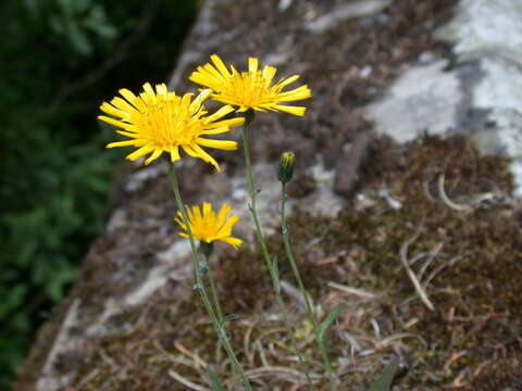 Image of common hawkweed