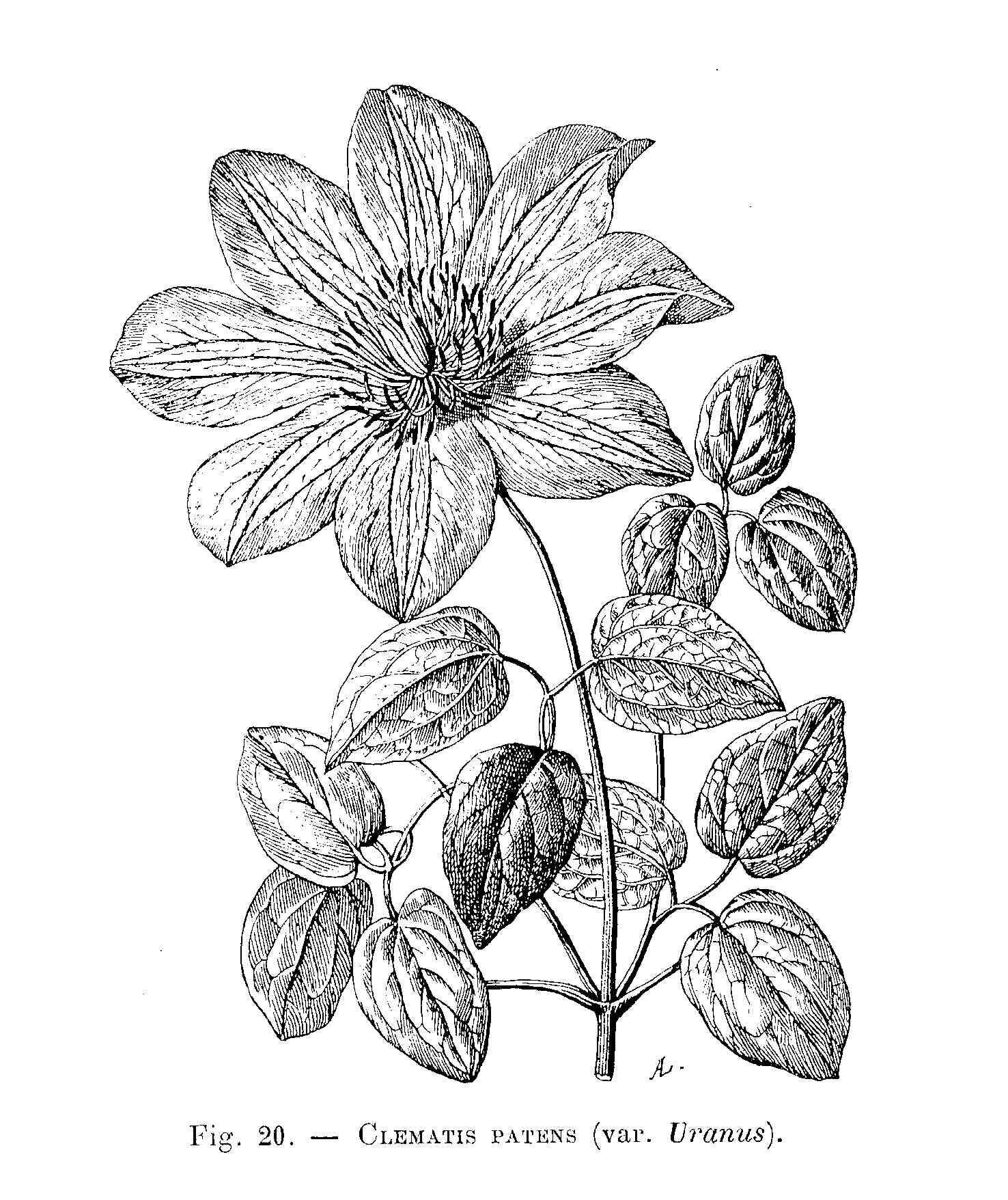 Image of Clematis