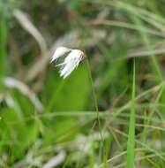 Image of slender cottongrass