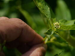 Image of cutleaf groundcherry