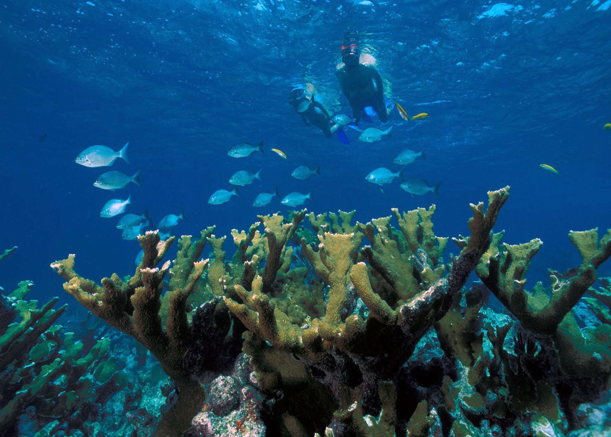 Image of Elkhorn Coral