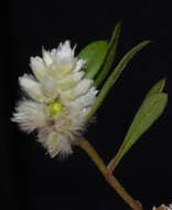 Image of Ptilotus humilis (Nees) F. Müll.