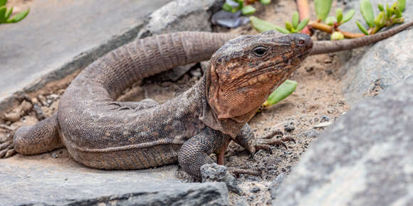 Image of Gran Canaria Giant Lizard