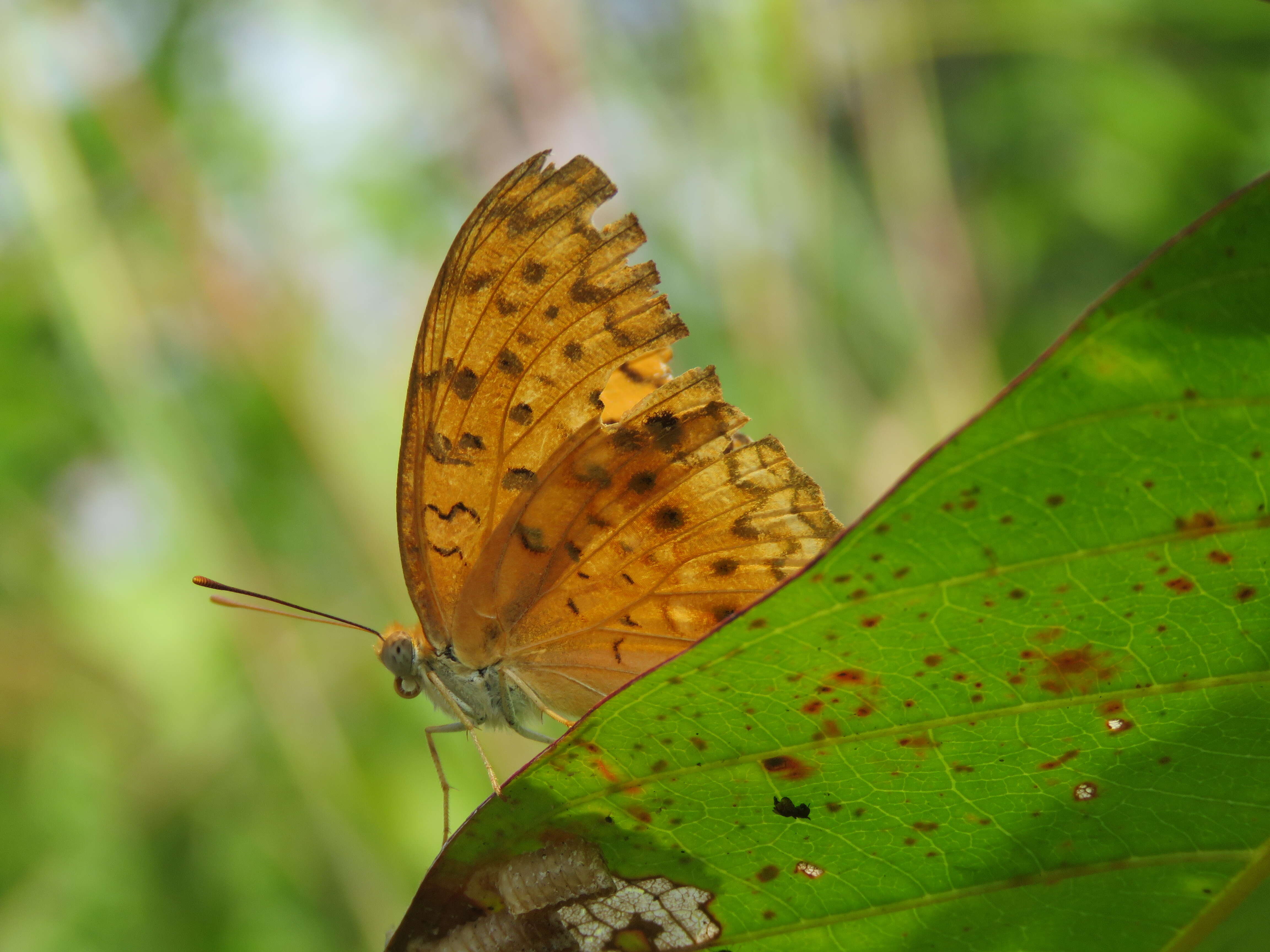 Image of Common Leopard