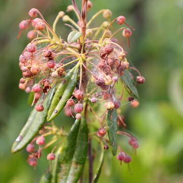 Image of sheep laurel