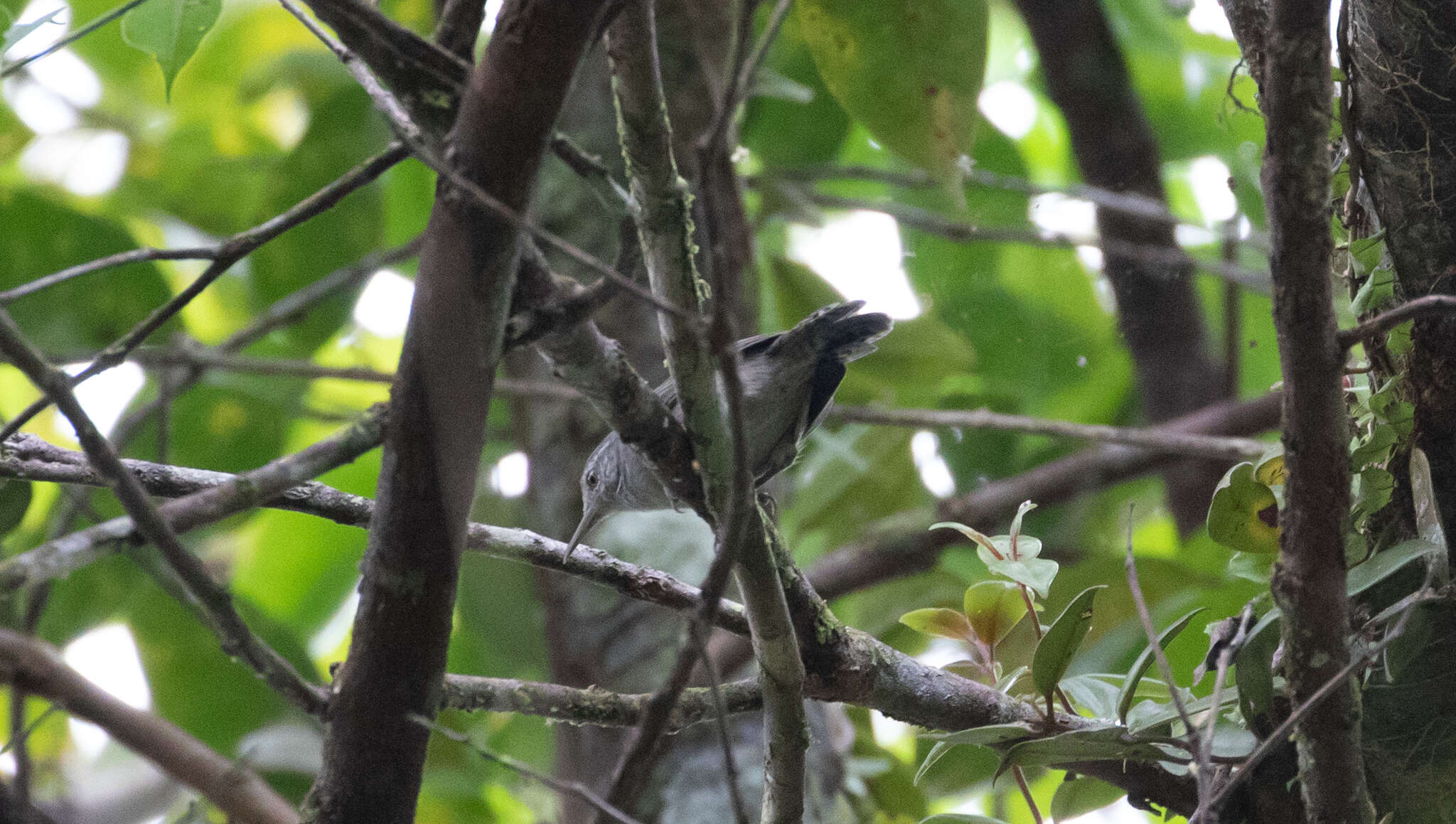 Image of Grey Wren