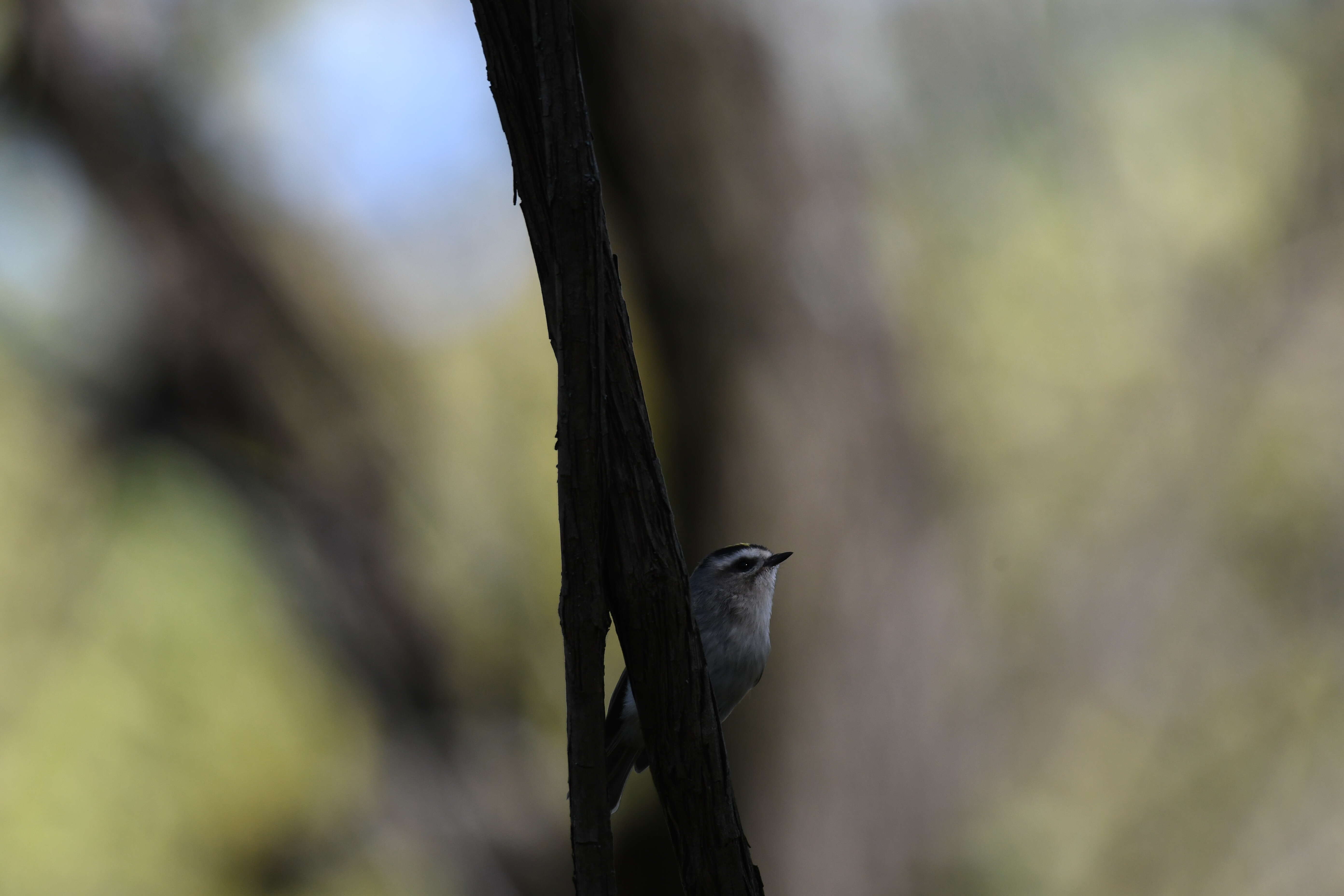 Image of Golden-crowned Kinglet