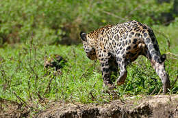 Image of Panthera onca palustris (Ameghino 1888)