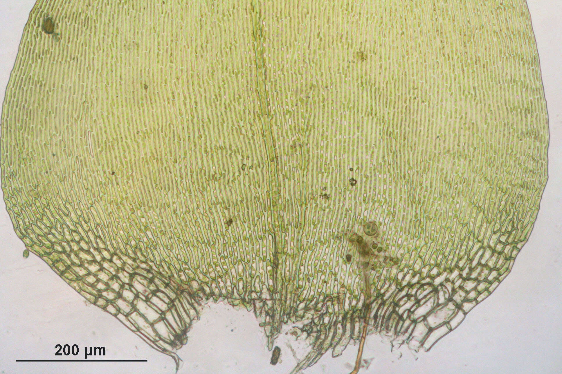 صورة Campylium stellatum