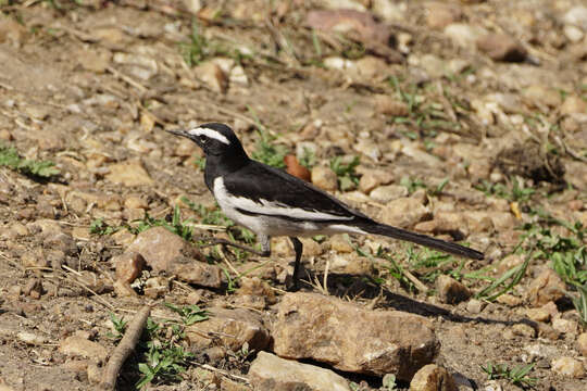 Image of White-browed Wagtail