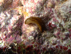 Image of aphroditid scaleworms