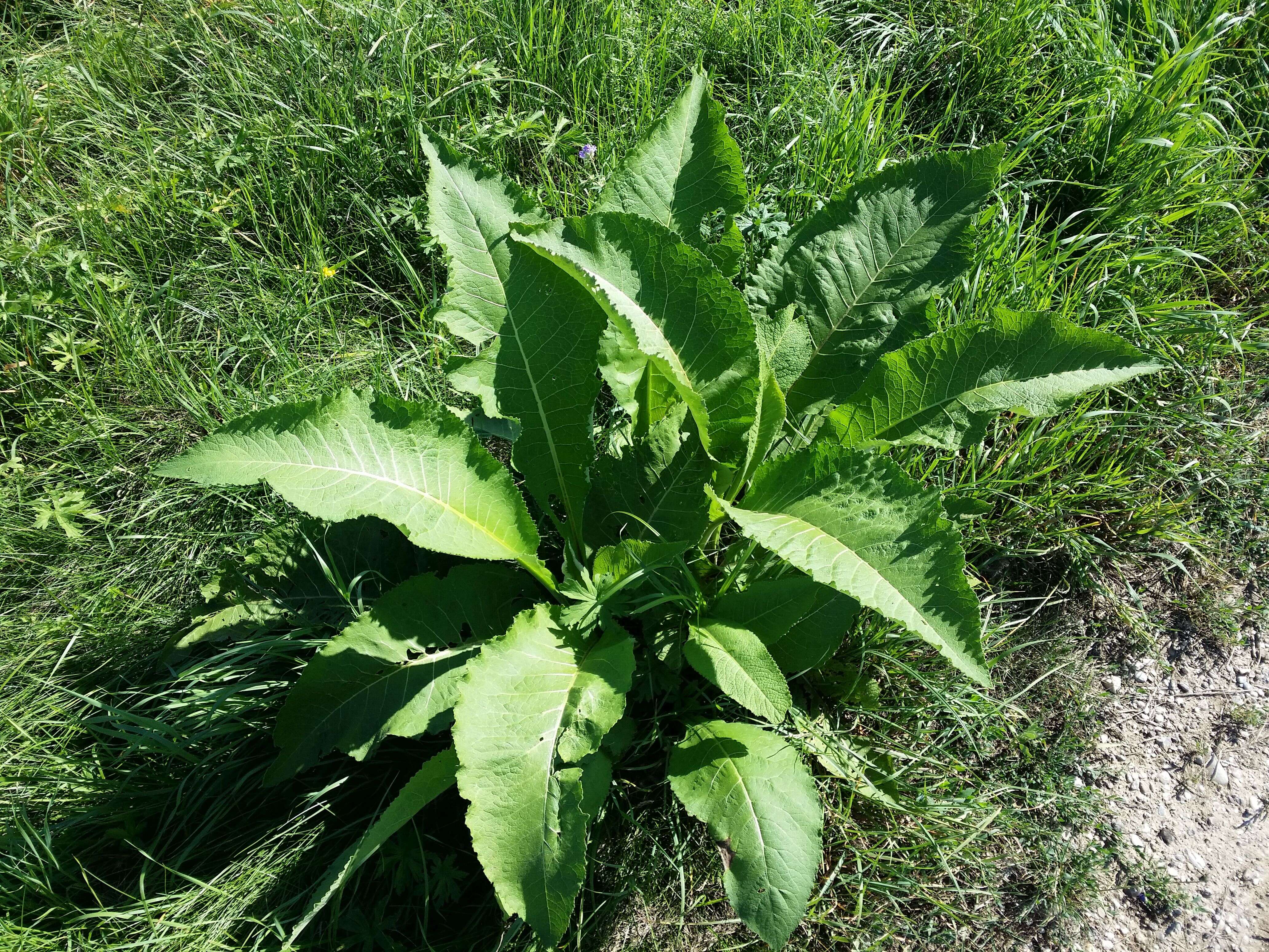 Inula helenium L. resmi