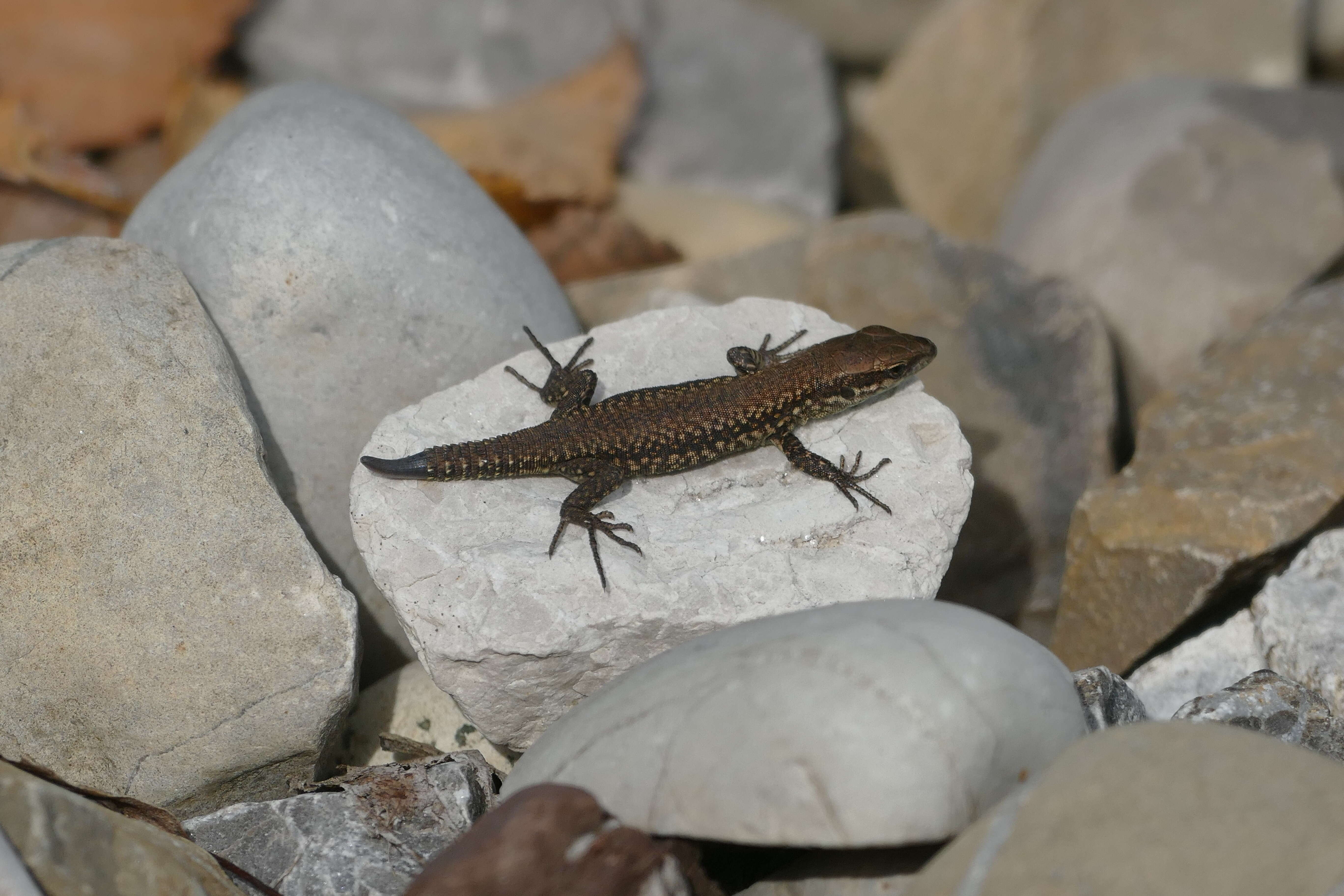 Image of Sand Lizard