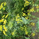 صورة Bupleurum longifolium subsp. aureum (Fisch ex Hoffm.) Soó