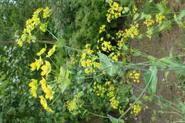 صورة Bupleurum longifolium subsp. aureum (Fisch ex Hoffm.) Soó