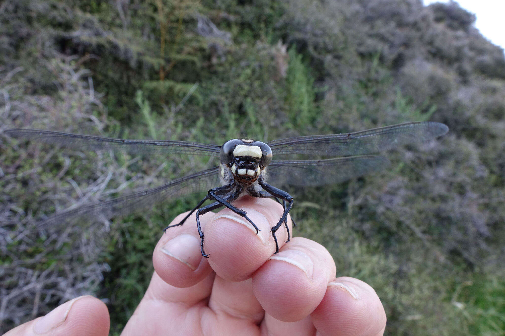 Image of Mountain Giant Dragonfly