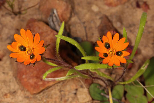 Image of beetle daisy