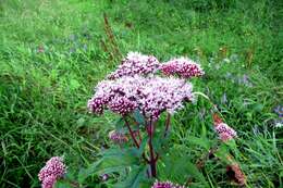 Image of hemp agrimony