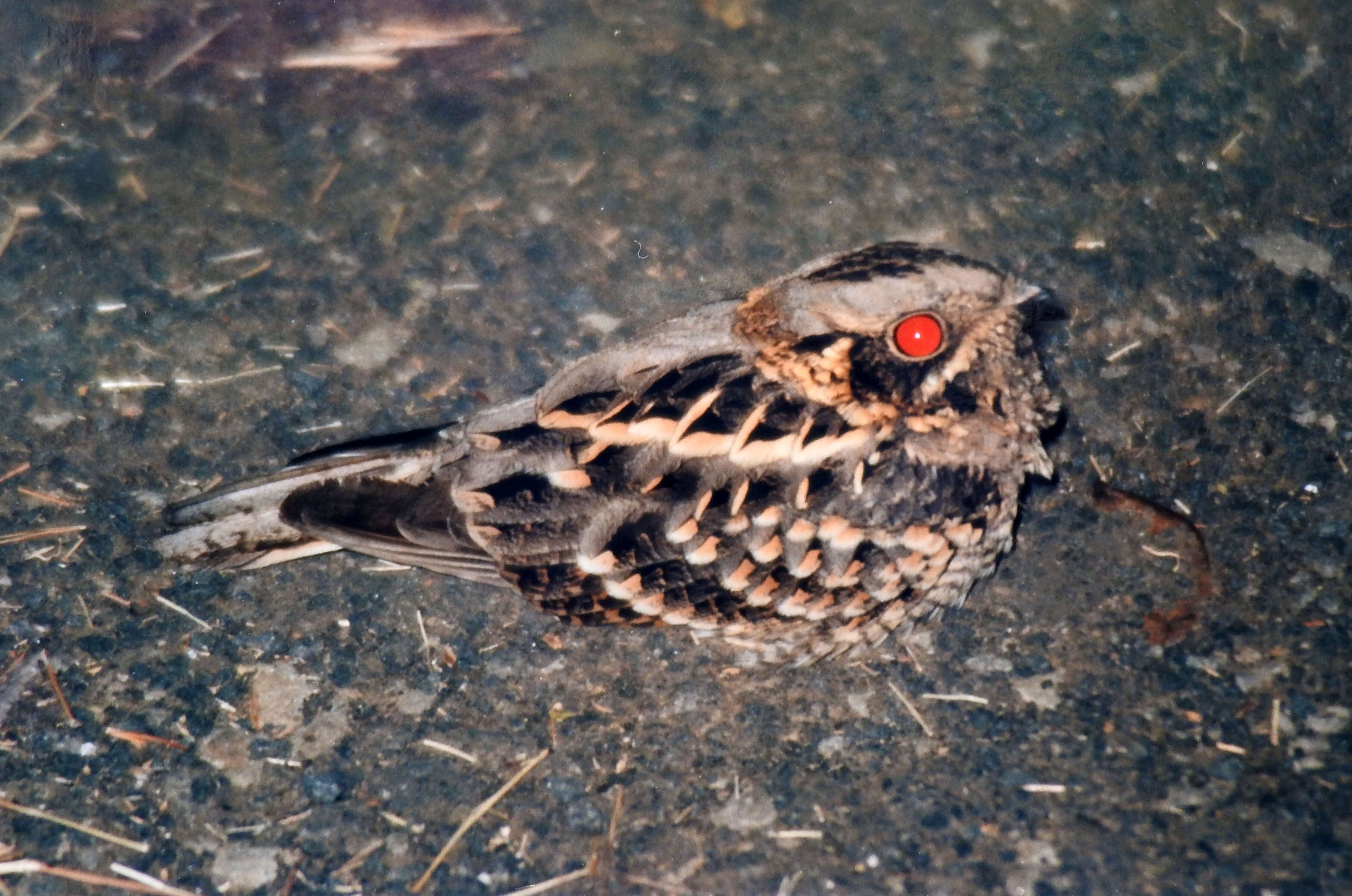 Image of Indian Nightjar