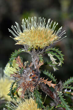 Image of Banksia kippistiana (Meissn.) A. R. Mast & K. R. Thiele