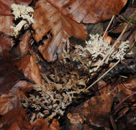 Imagem de Clavulina coralloides (L.) J. Schröt. 1888