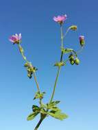 Image of hedgerow geranium