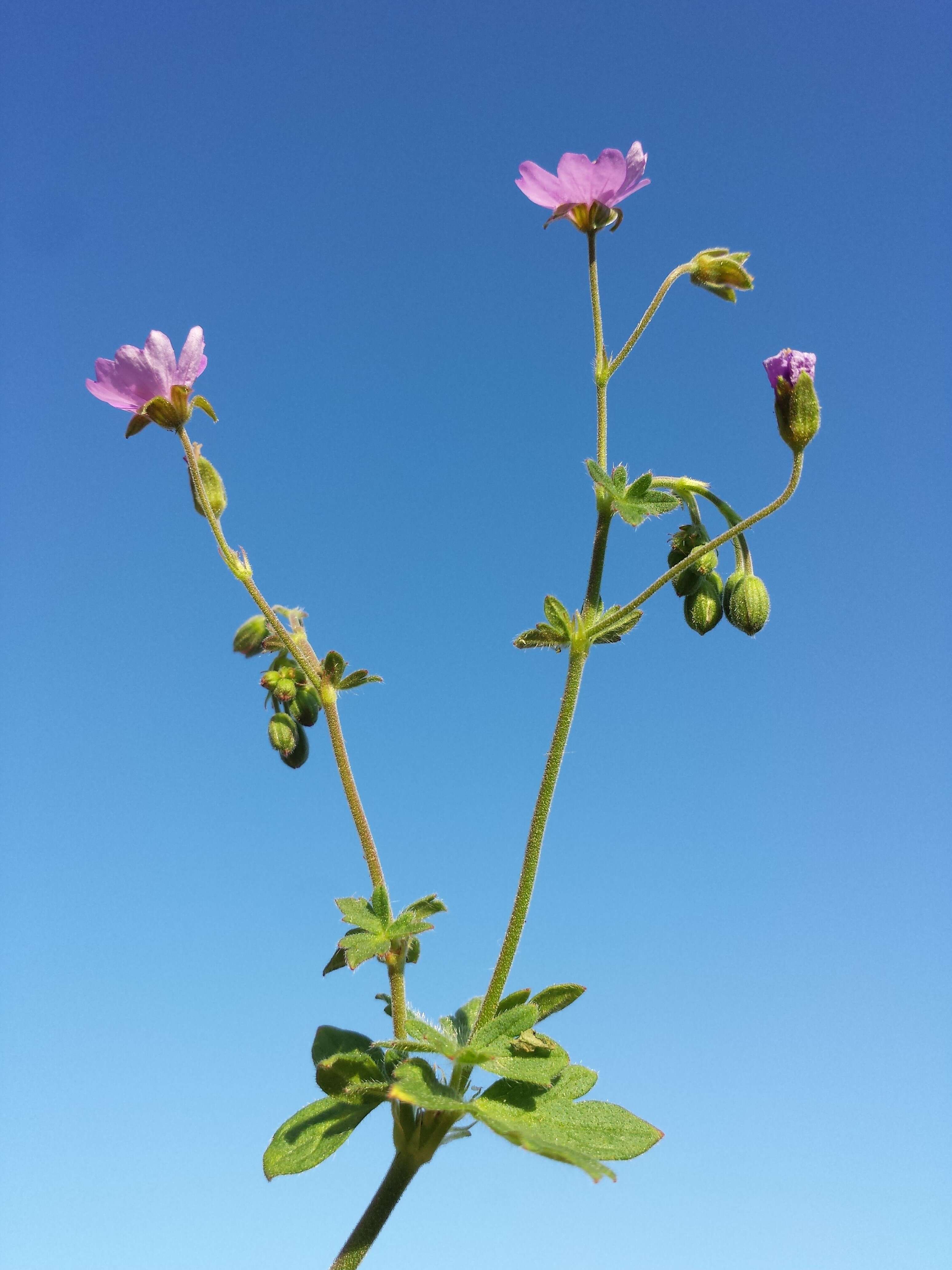 Image of hedgerow geranium