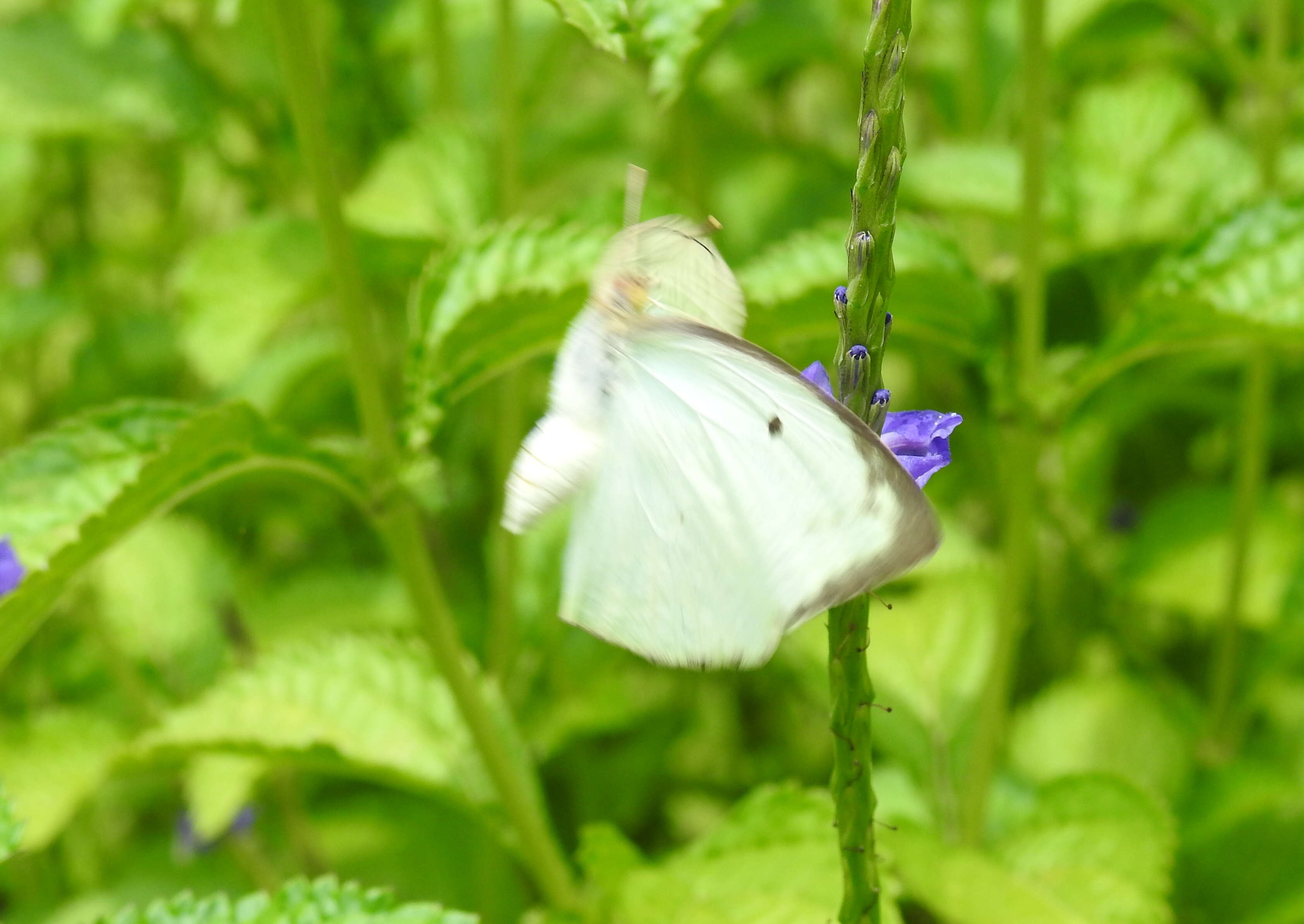 Image of Catopsilia pyranthe (Linnaeus 1758)