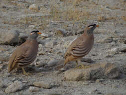 Imagem de Ammoperdix griseogularis (Brandt & JF 1843)