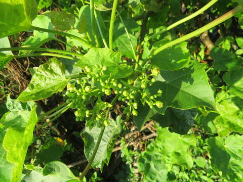 Image of Barbados nut