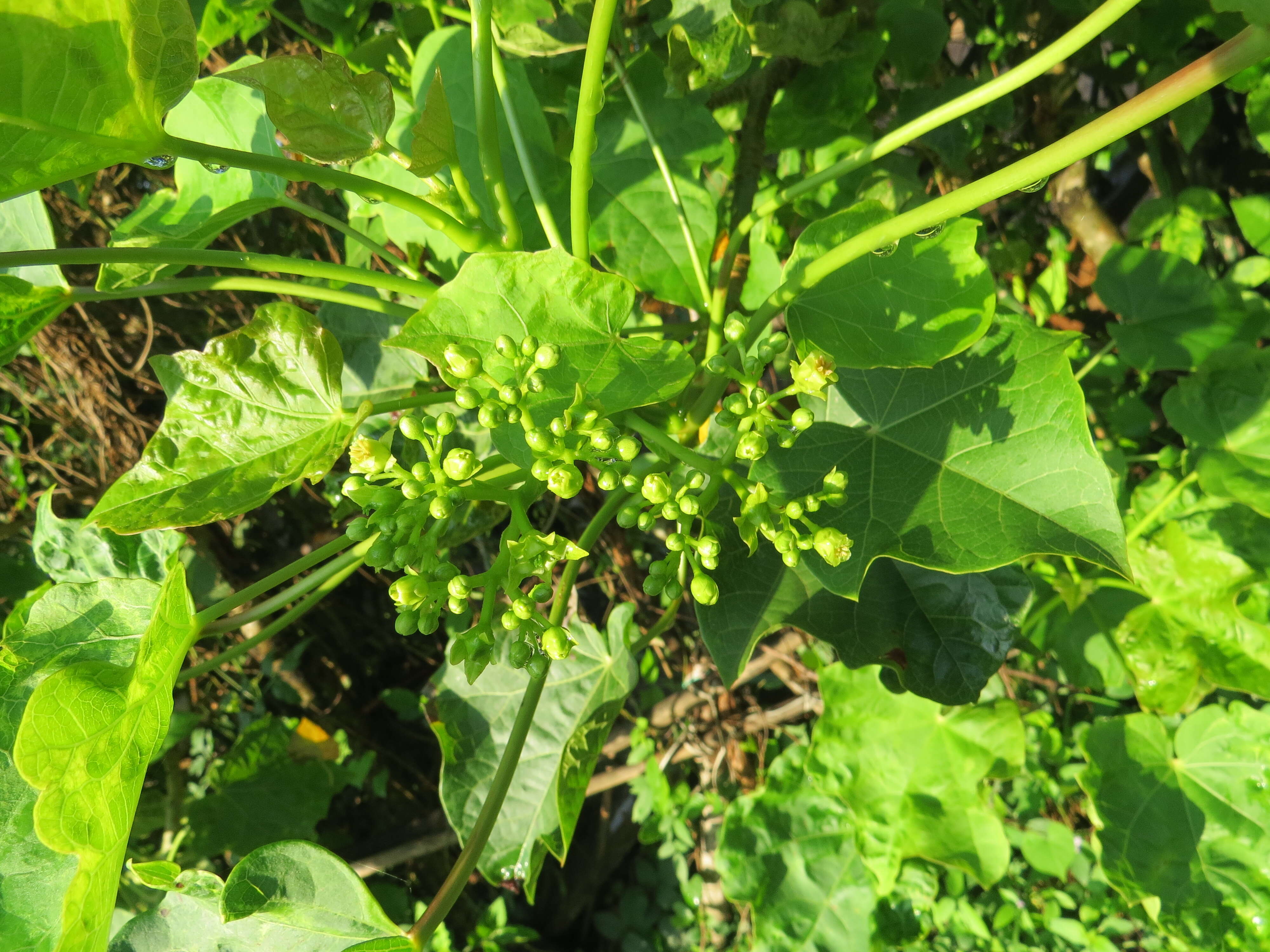 Image of Barbados nut