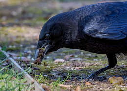 Image of American Crow