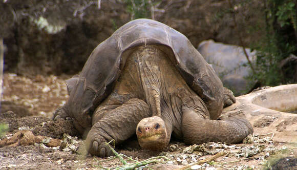 Image of Pinta giant tortoise