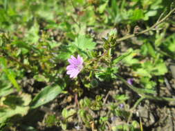 Imagem de Geranium molle L.