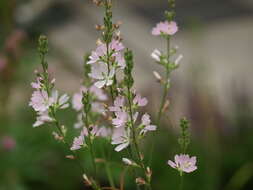 Image of meadow checkerbloom