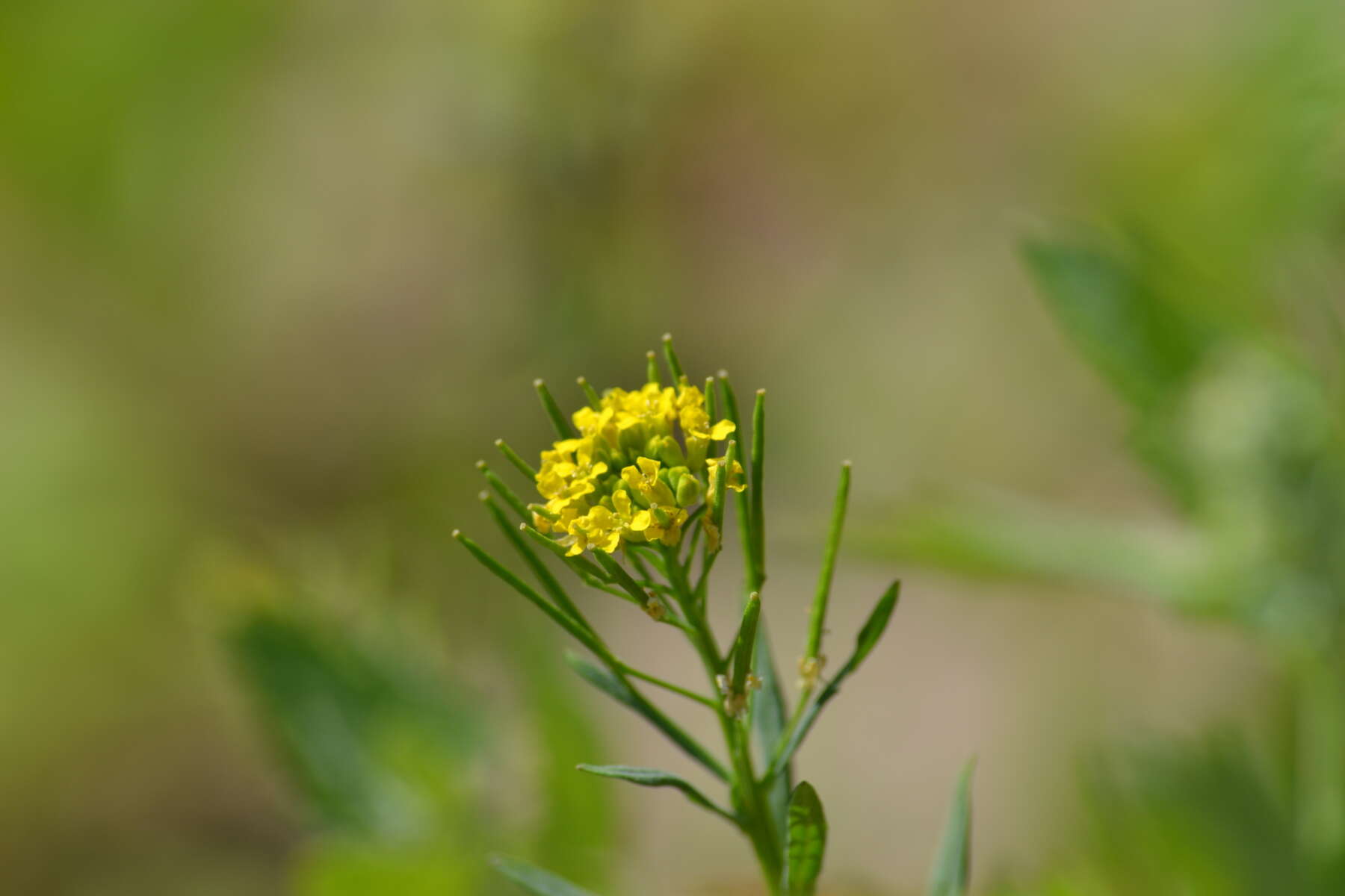 Image of treacle mustard