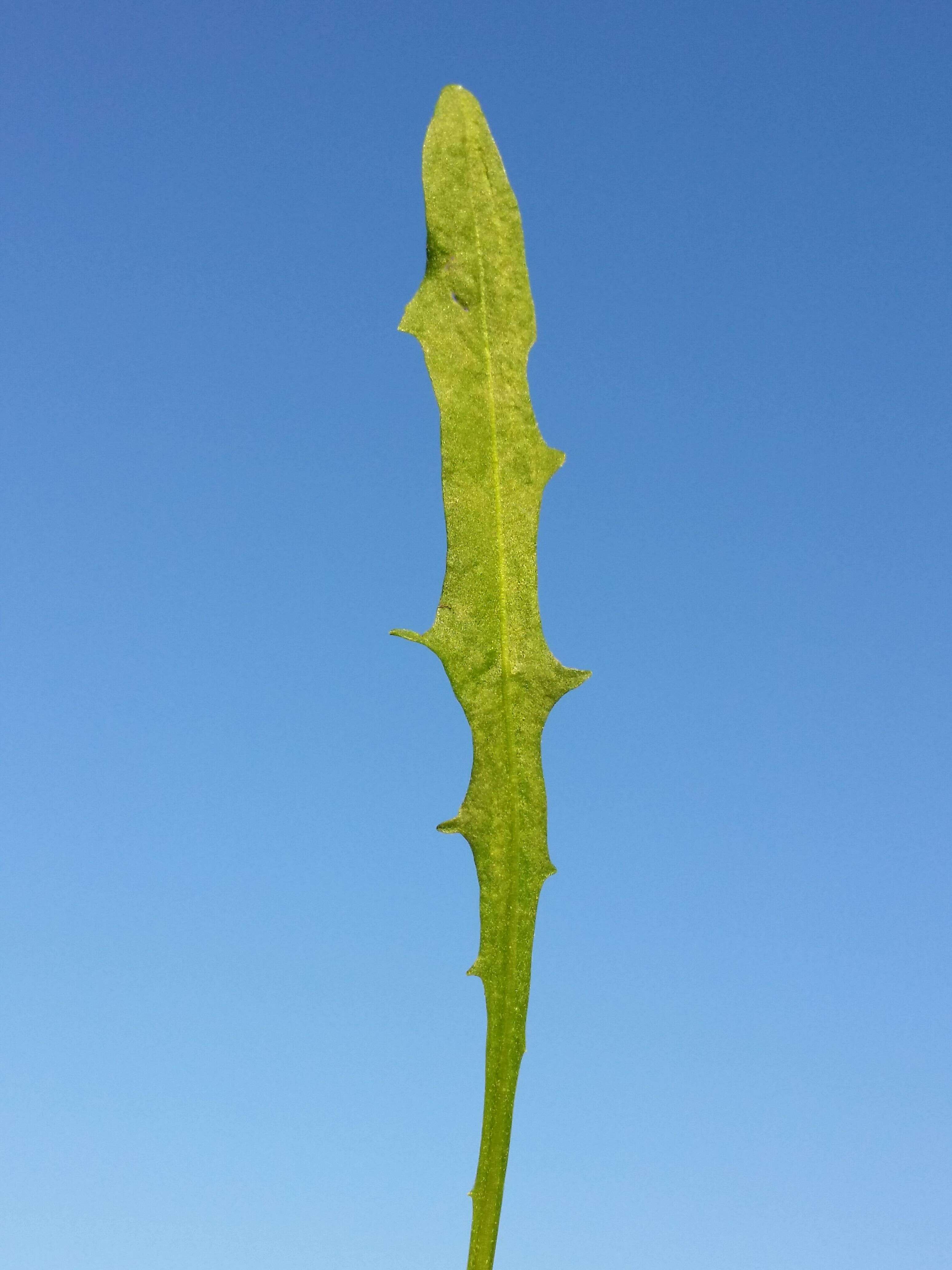 Image of fall dandelion