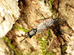 Image of xylophagid flies