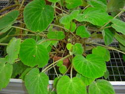 Image of Begonia imperialis Lem.