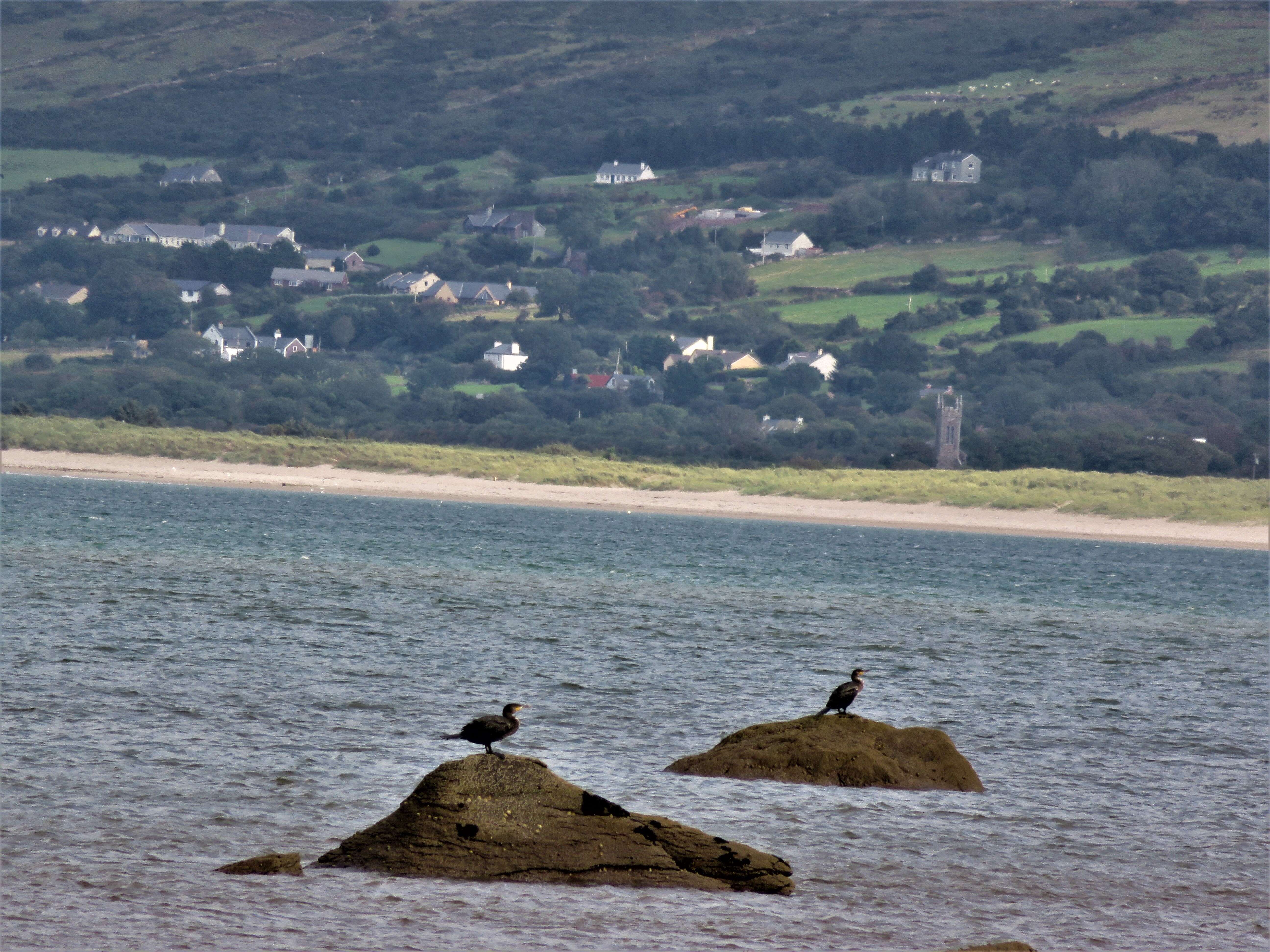 Image of Black Shag