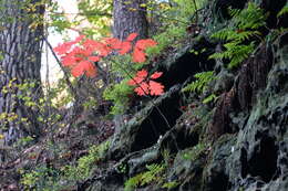 Image of Northern Red Oak