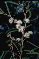 Image of Eucalyptus approximans Maiden