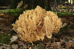 Слика од Ramaria flavescens (Schaeff.) R. H. Petersen 1974