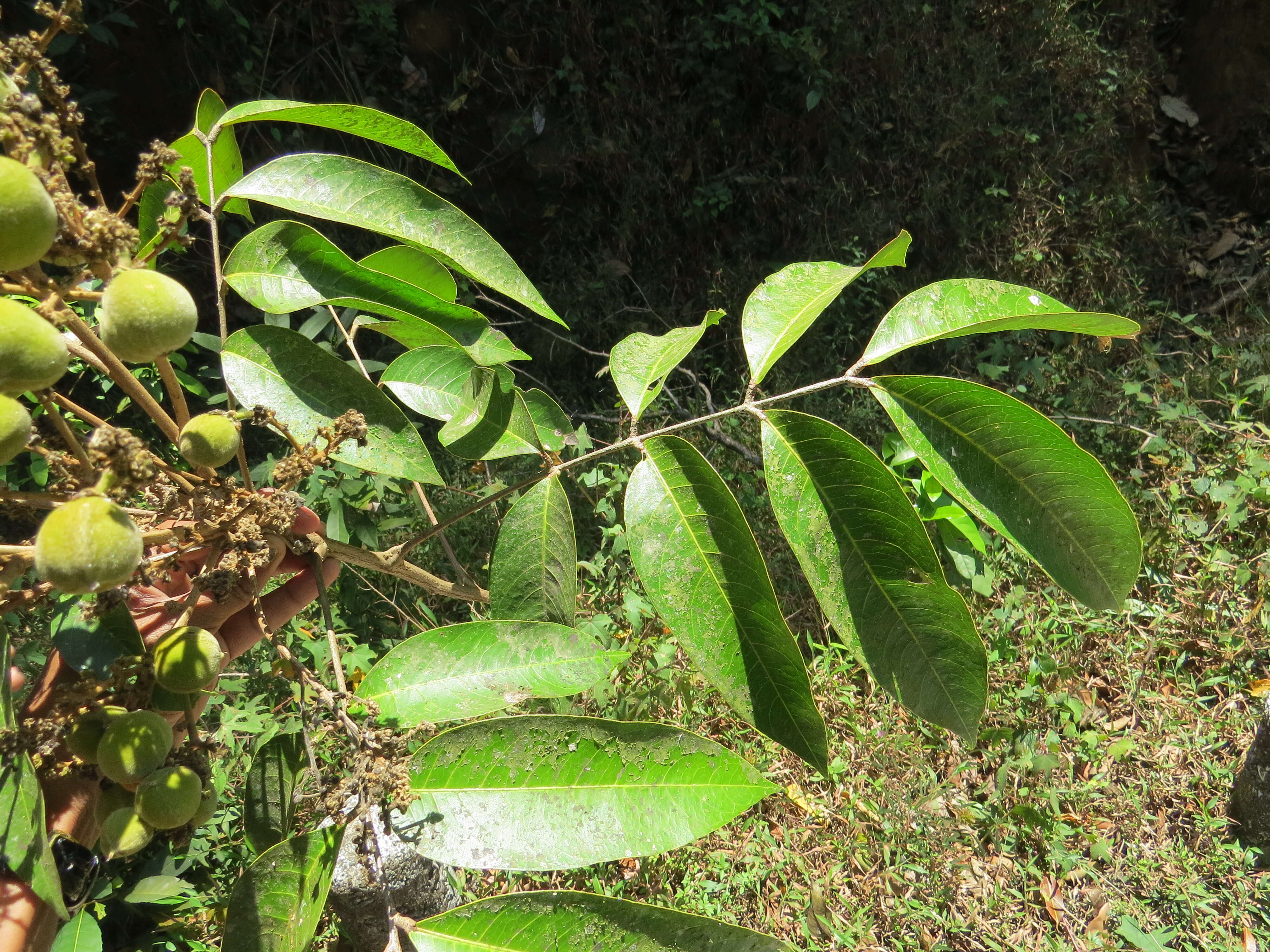 Image of Lepisanthes tetraphylla (Vahl) Radlk.