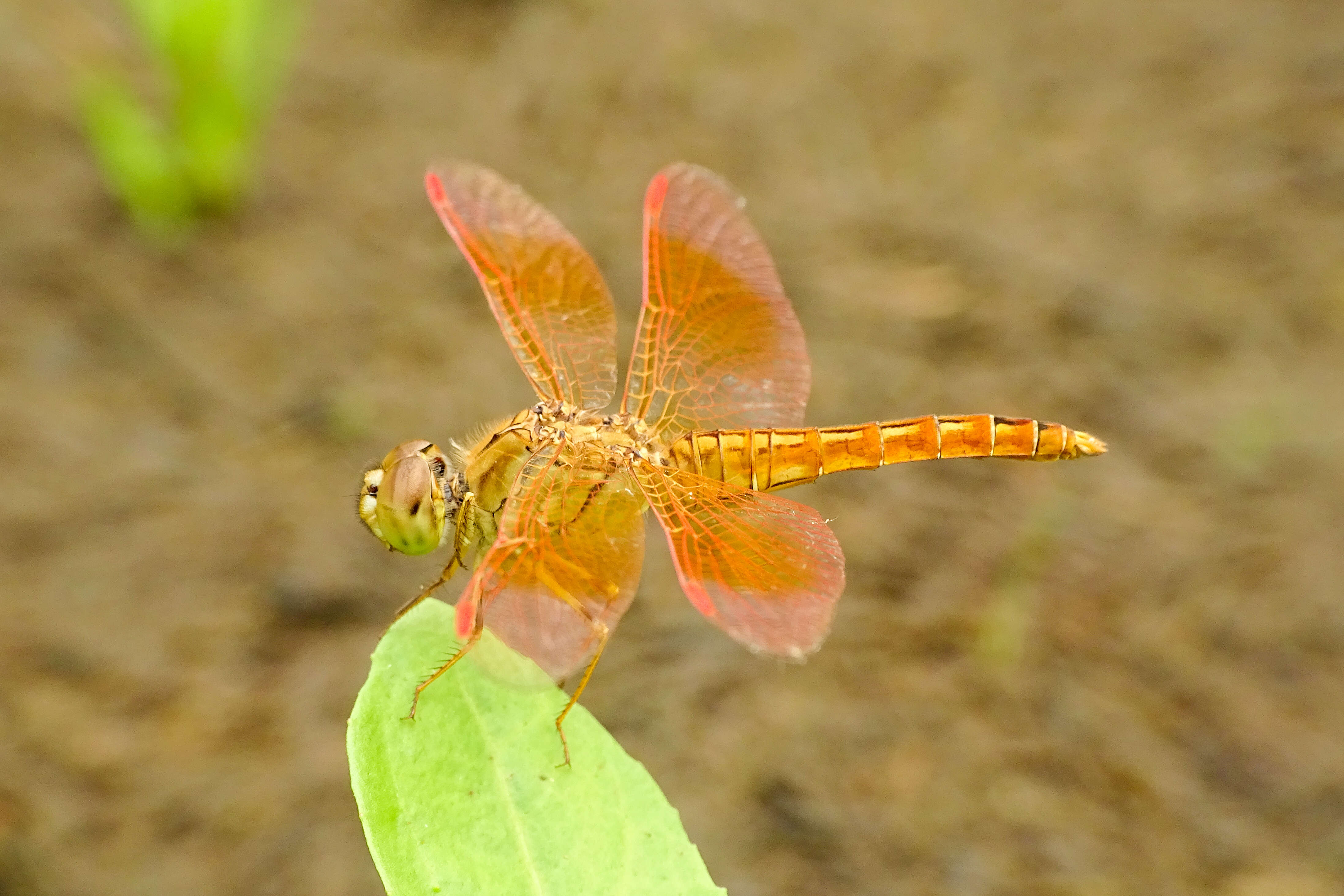 Image of Ditch Jewel