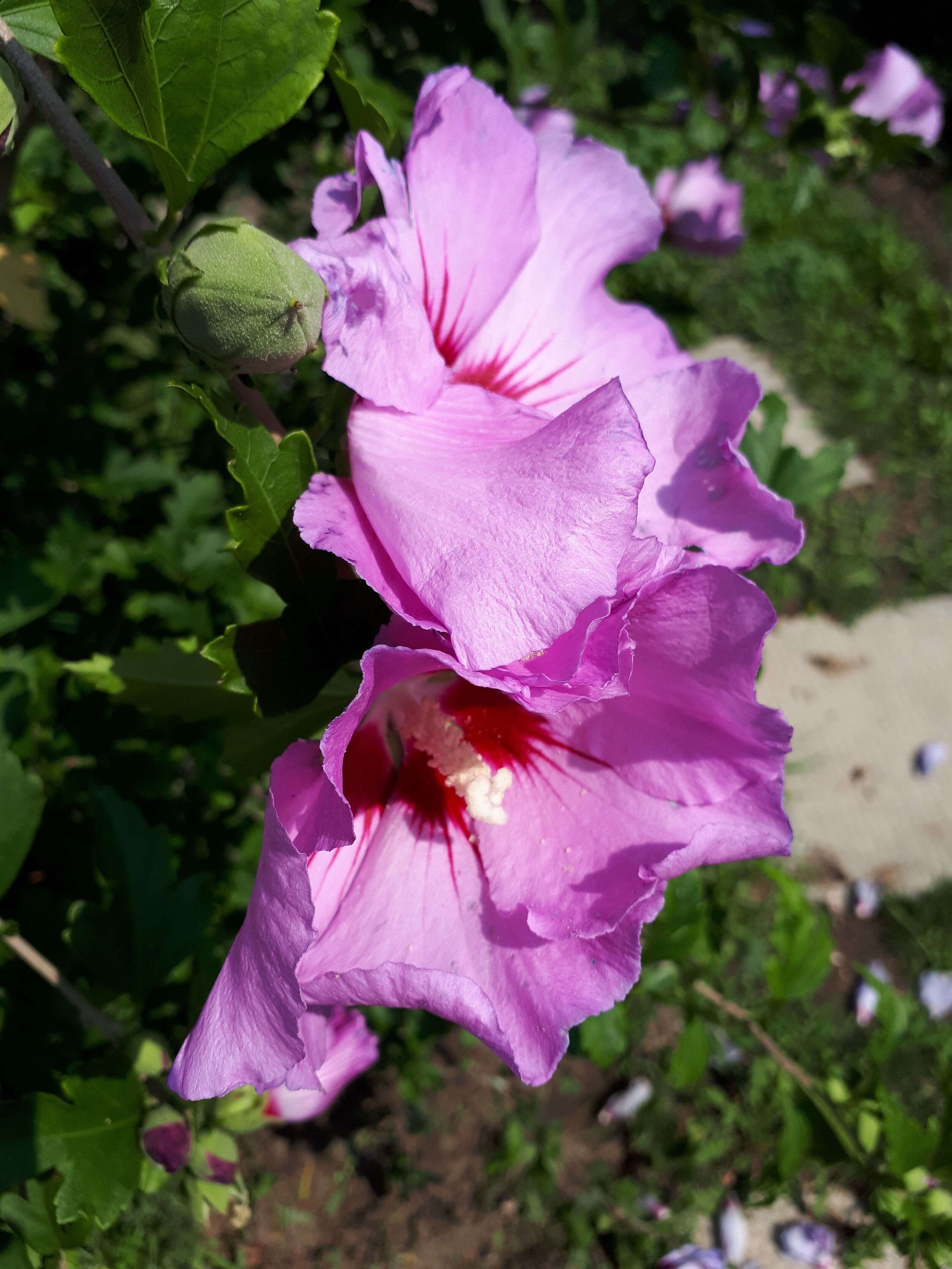 Imagem de Hibiscus syriacus L.