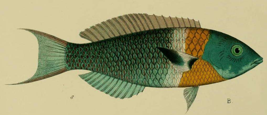 Image of Saddle wrasse