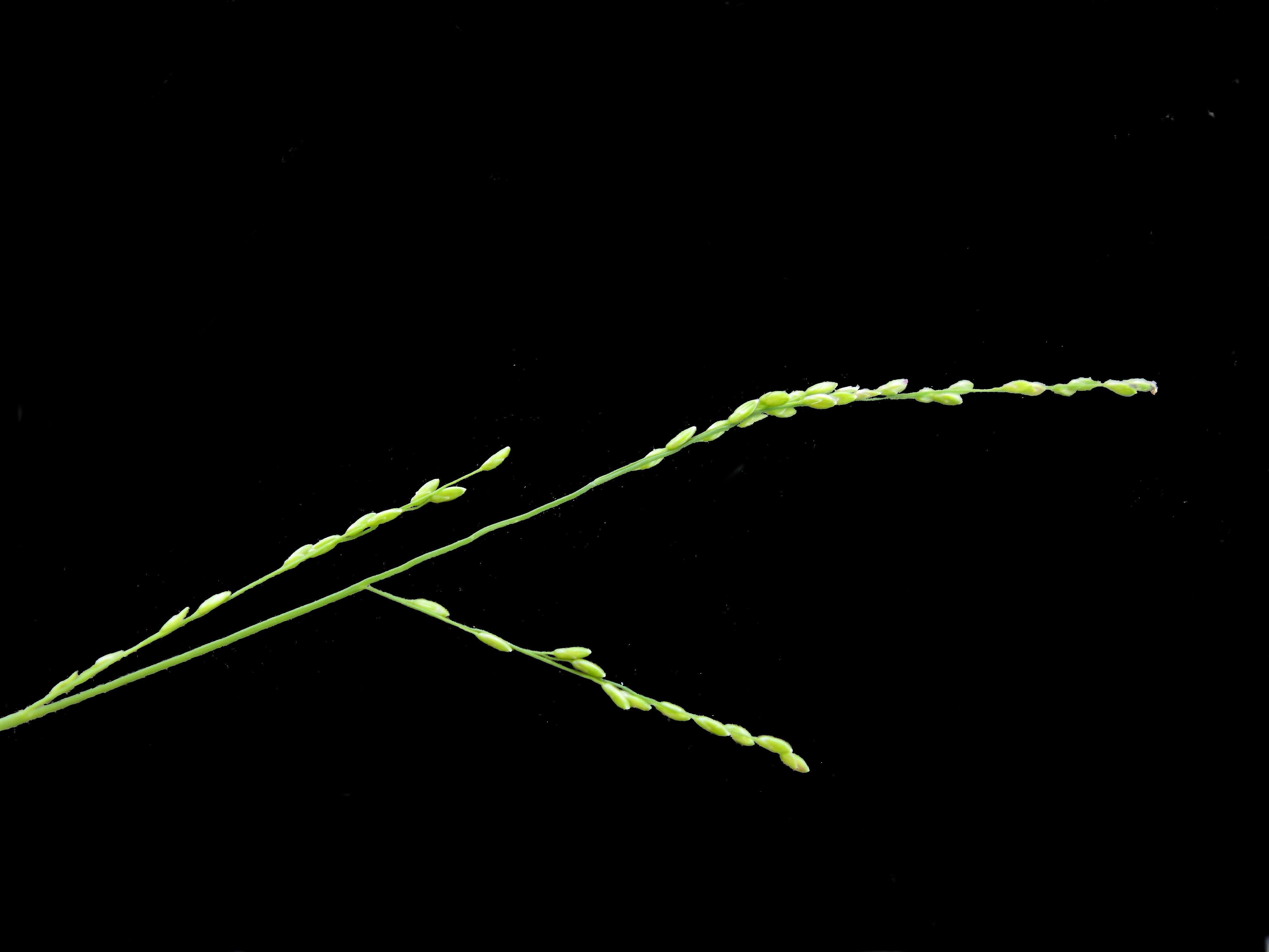 Image of Ottochloa